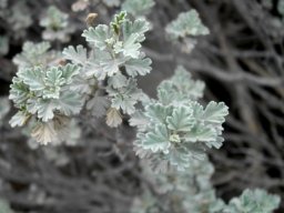 Hermannia desertorum leaves