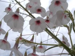 Hermannia amabilis flowers