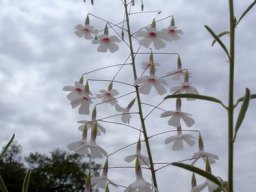 Hermannia amabilis