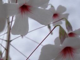 Hermannia amabilis flowers