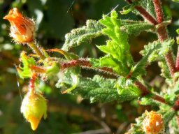 Hermannia aspera leaves 