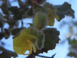 Hermannia aspera flowers