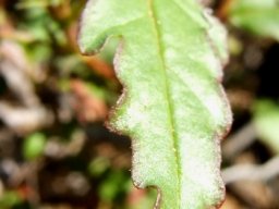 Hermannia cernua leaf