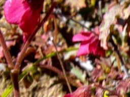 Hermannia cernua flowers