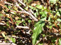 Hermannia cernua