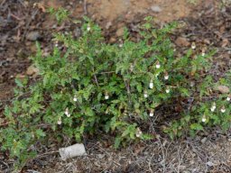 Hermannia cernua sprawling