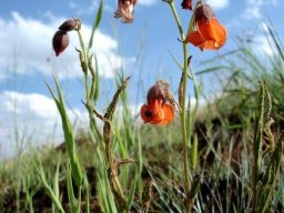 Hermannia cristata