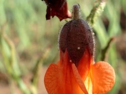 Hermannia cristata flower