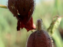 Hermannia cristata calyces