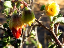 Hermannia cuneifolia floral stages