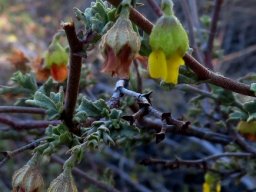 Hermannia cuneifolia flowers in shades of age