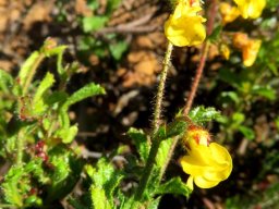 Hermannia cuneifolia 