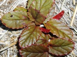 Hermannia depressa leaves