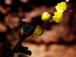 Hermannia desertorum flowers