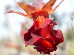 Hermannia filifolia var. grandicalyx flower