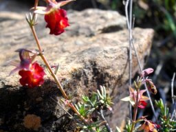 Hermannia filifolia var. grandicalyx among rocks