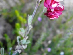 Hermannia flammula flowers