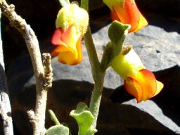 Hermannia flammea flowers