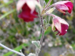 Hermannia flammula old flowers raised