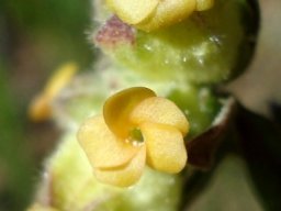 Hermannia hyssopifolia flower