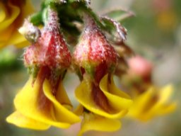Hermannia joubertiana flowers