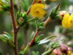 Hermannia joubertiana leaves