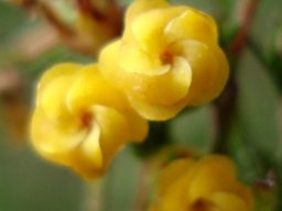Hermannia joubertiana pollinator selection