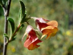 Hermannia flammula