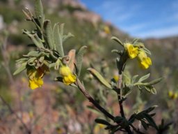 Hermannia odorata