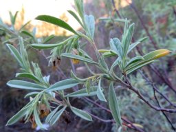 Hermannia lavandulifolia