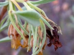 Hermannia lavandulifolia new leaves, old flowers