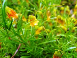 Hermannia pinnata
