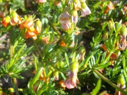 Hermannia pinnata