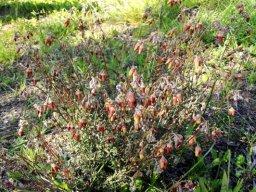 Hermannia pulverata