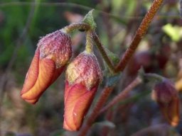 Hermannia pulverata older flowers