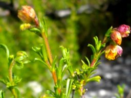 Hermannia rudis