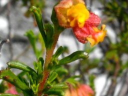 Hermannia rudis leaves