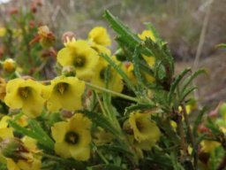 Hermannia saccifera flowers