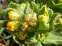 Hermannia salviifolia var. salviifolia flowers
