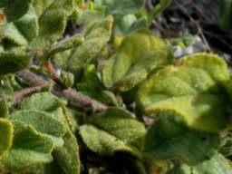 Hermannia salviifolia var. salviifolia leaves