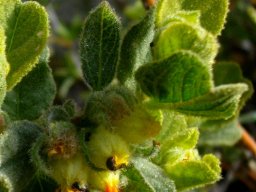 Hermannia salviifolia var. salviifolia both leaf surfaces