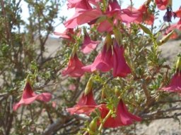 Hermannia stricta flowers