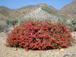 Hermannia stricta