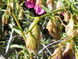 Hermannia trifurca flowers old and young