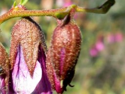 Hermannia trifurca calyces