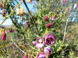 Hermannia trifurca