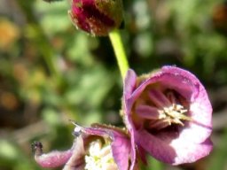 Hermannia trifurca open and shut