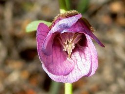 Hermannia trifurca flower
