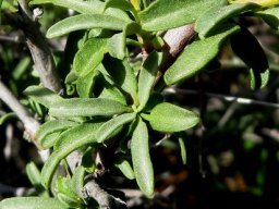 Hermannia trifurca leaves