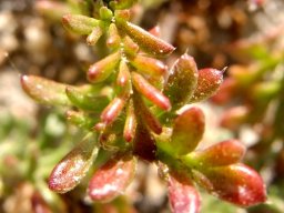 Hermannia succulent species leaves